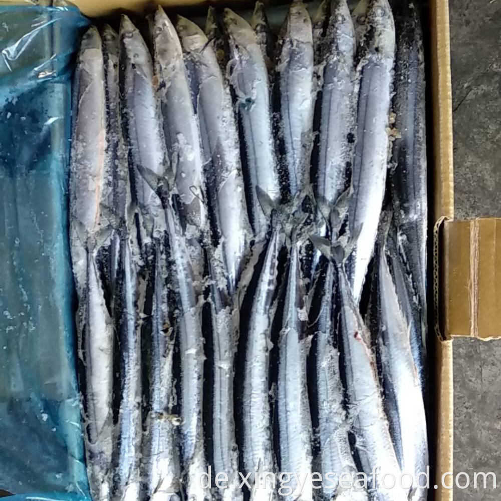 Frozen Saury